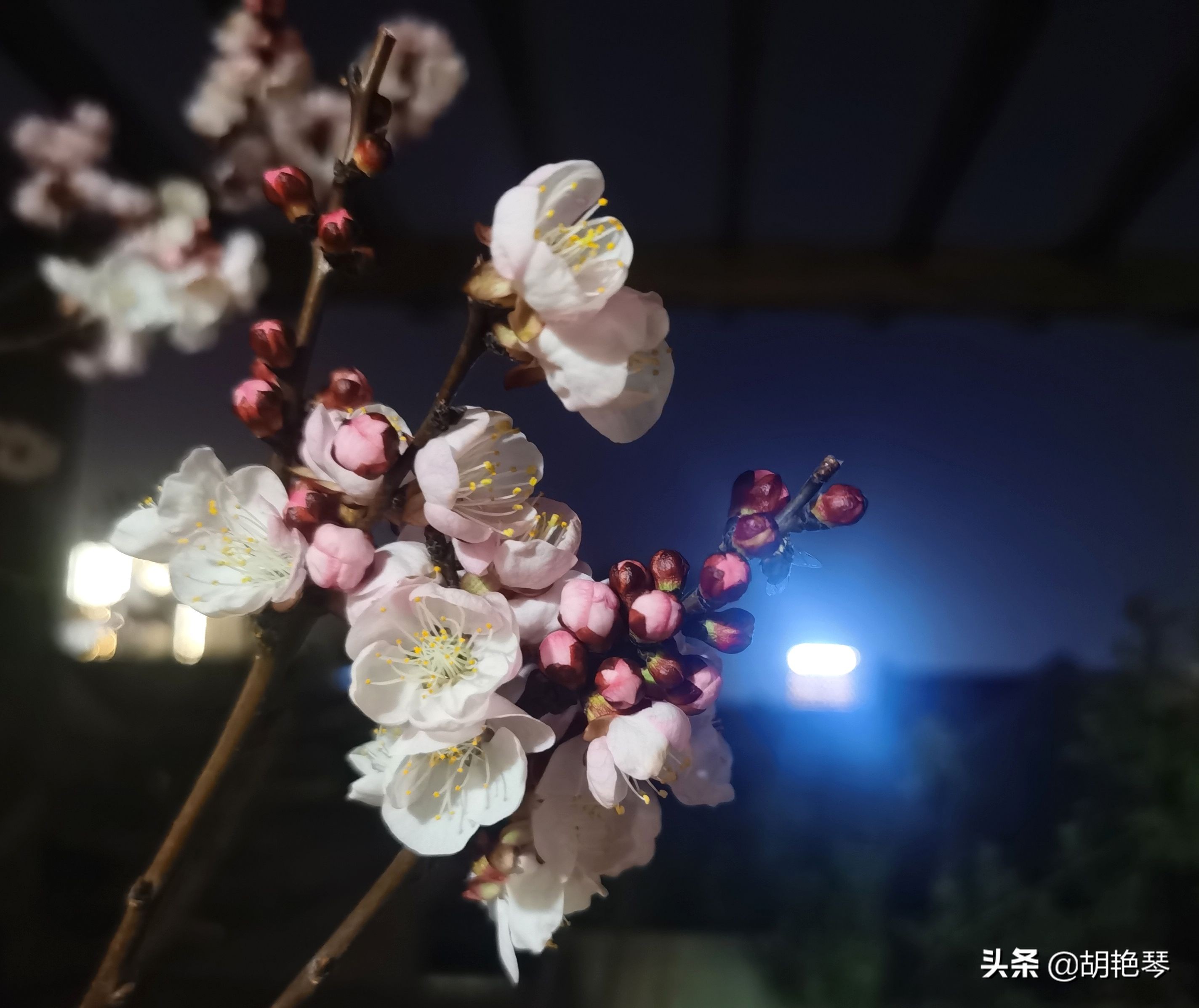 12首诗词：当月色邂逅杏花，就是人间最浪漫的夜晚