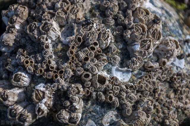 鲸鱼投诉,轮船变重,藤壶为何总让遭人唾弃?藤壶:我只想有个家