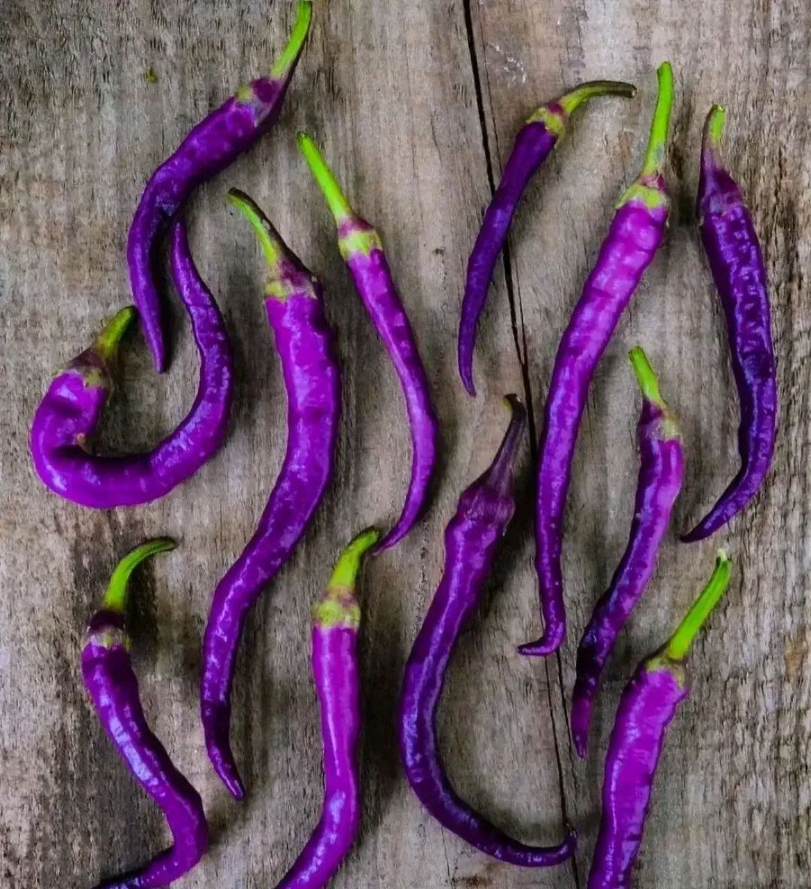 昨天下了一夜的雨,一夜之间我妈种的辣椒都变成紫色的了--飞鸽网