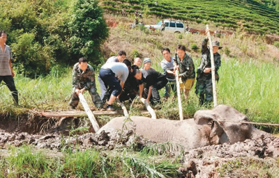 2006年，云南男子打死一只小象，1个月后妻子被象踩死