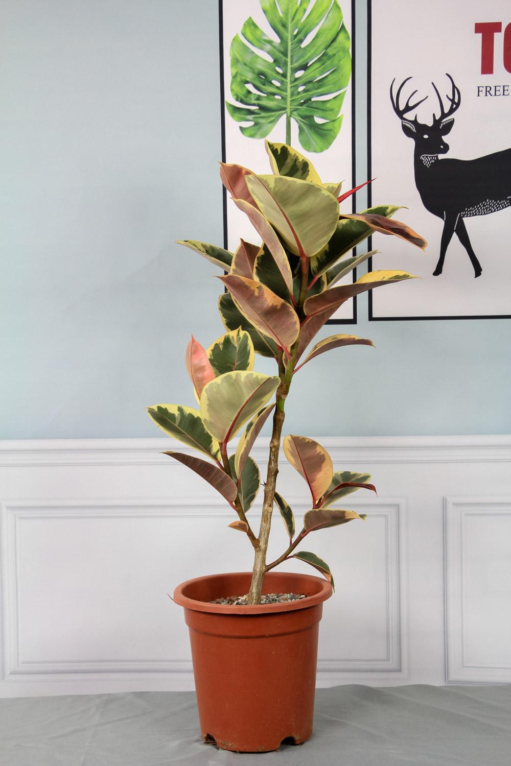 千岁兰图片(7种大气花) - 赤虎壹号