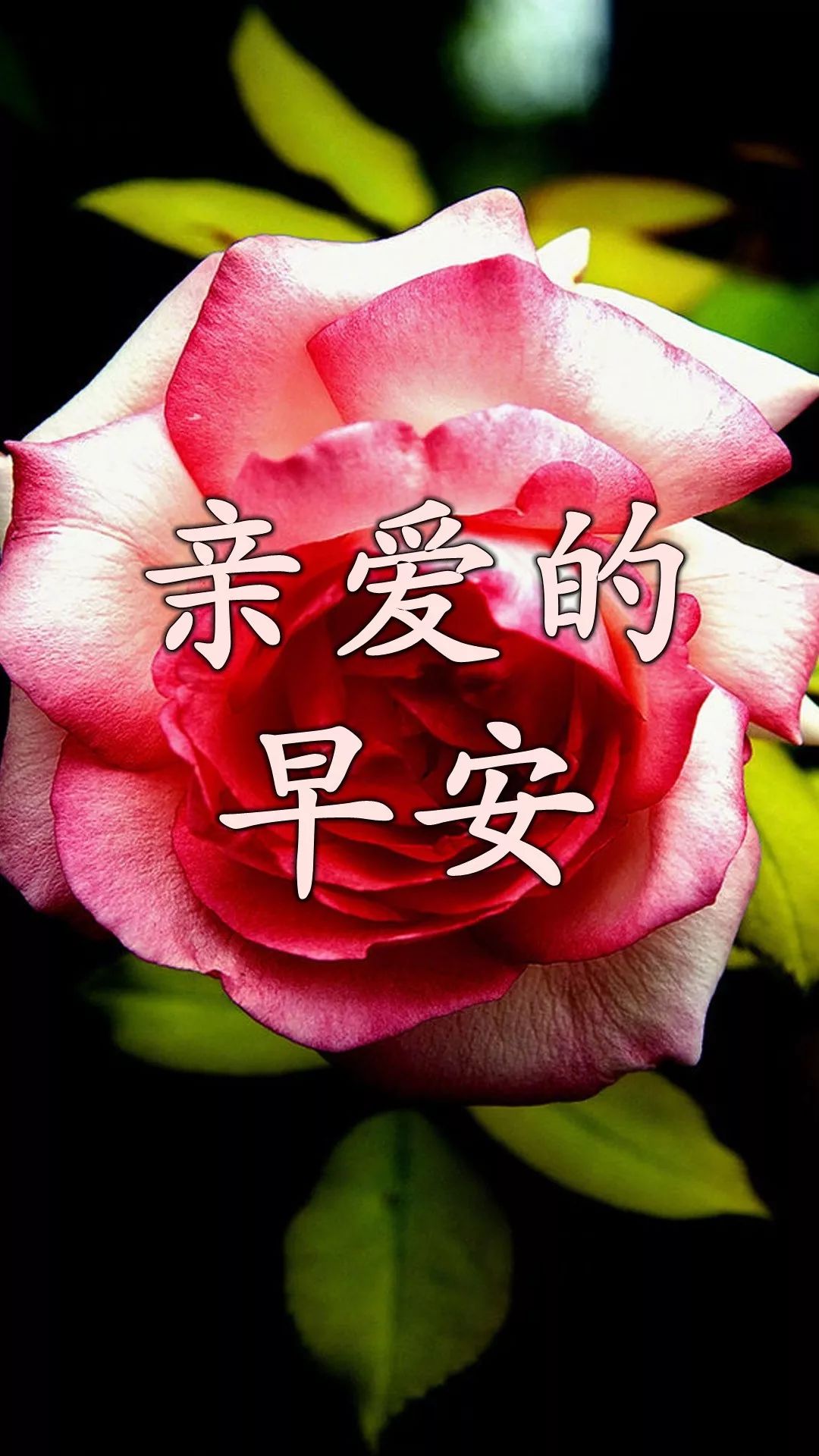 早上好问候语图片动态表情包 愿你心情好，顺心无烦恼图片