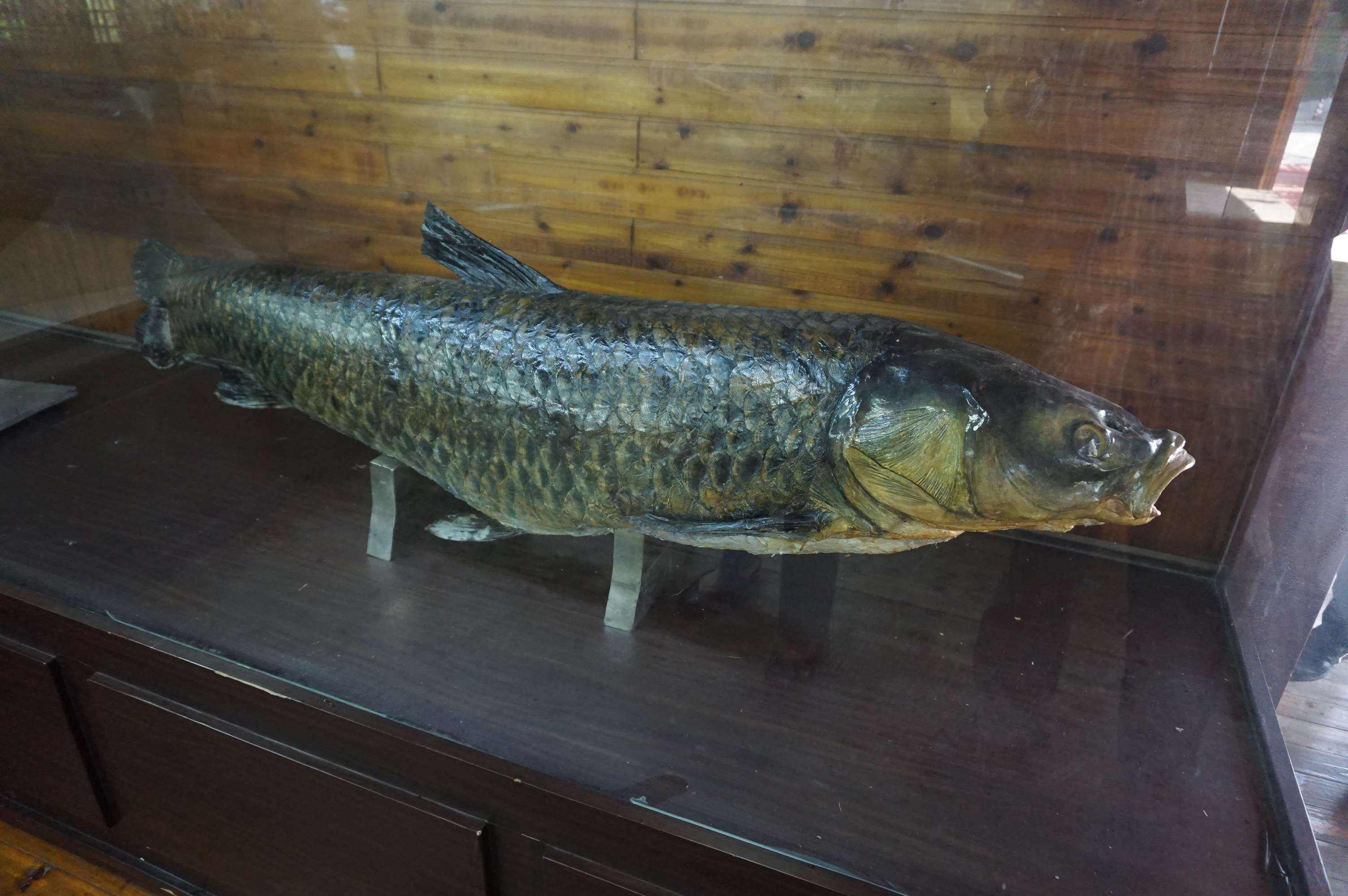 青鱼生长极限是多大?