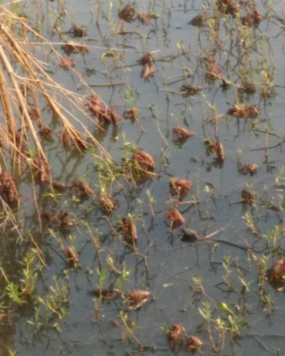 水肥对小龙虾养殖有什么影响(春季小龙虾养殖期施肥对水质及溶氧的伤害)