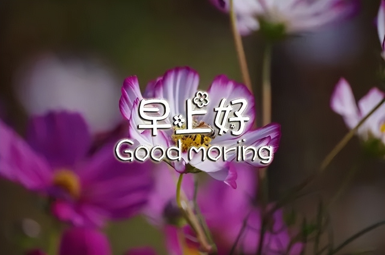 今日早上好表情包图片动态带鲜花 以积极的心态生活 发现美好的东西图片
