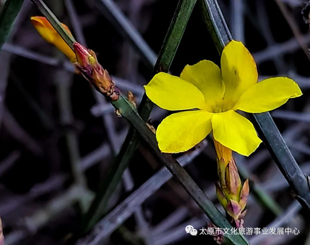 线上展览|“山河春意 锦绣太原——花的世界”主题摄影线上图片展（九）