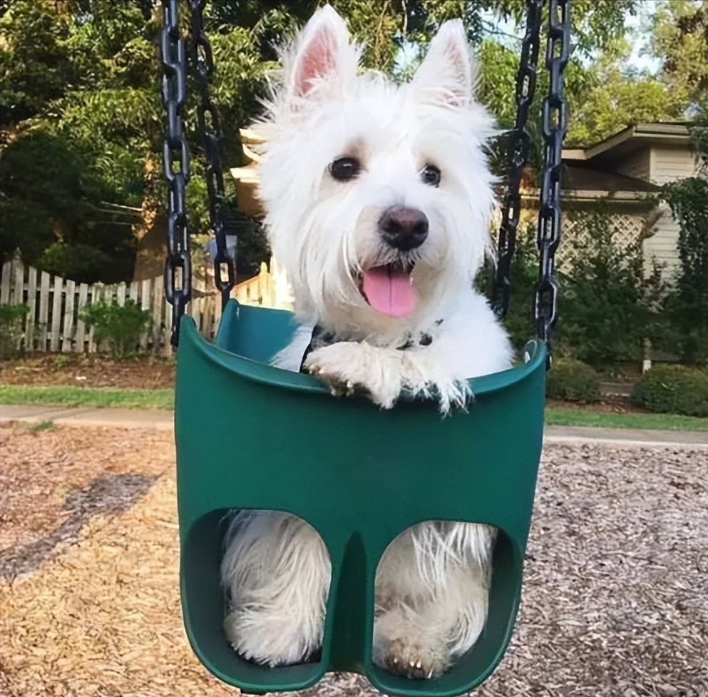 火遍全网的"西高地",让你体验养狗真正的快乐