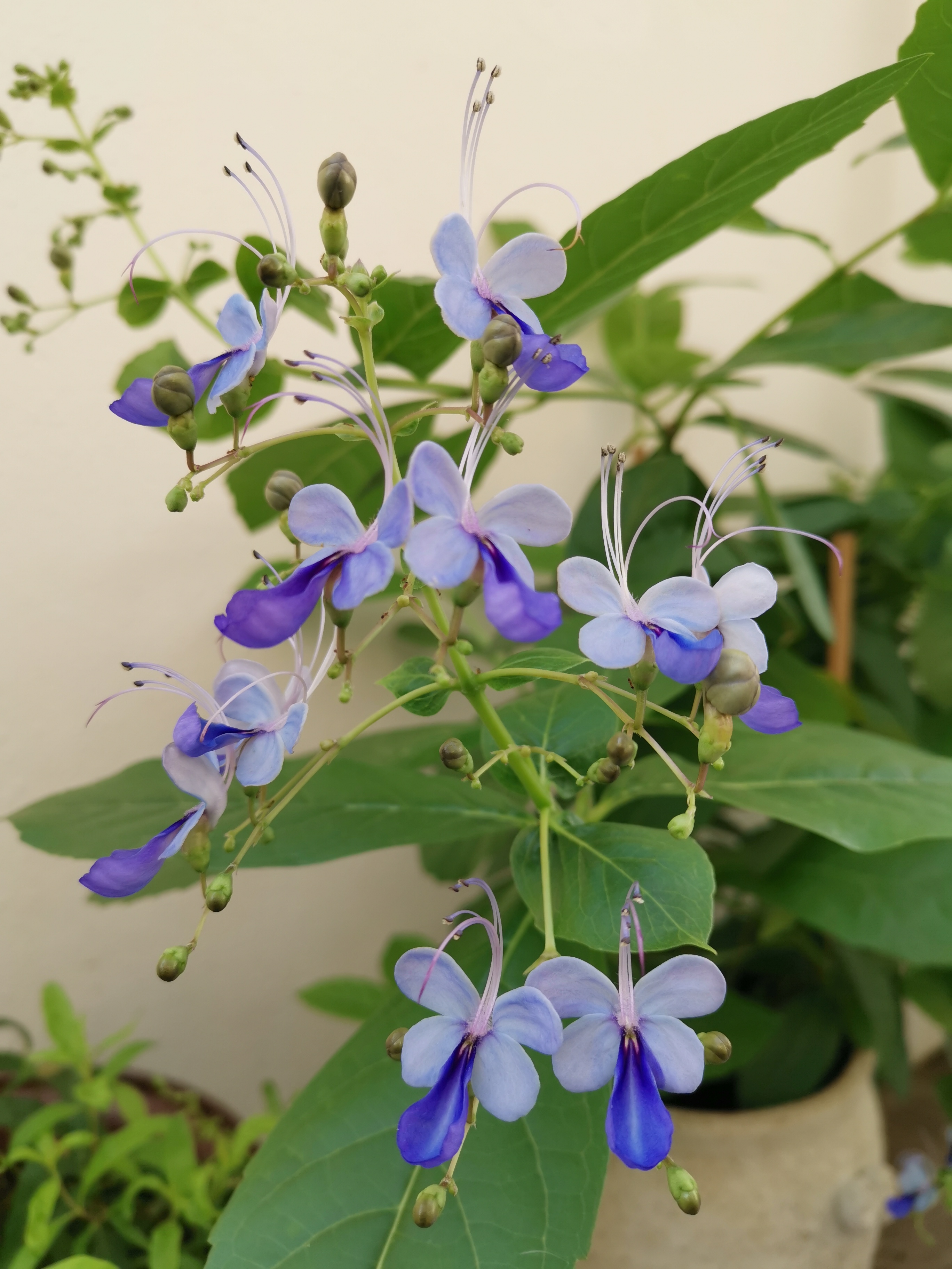 藍蝴蝶花圖片(藍蝴蝶的生長習性及種植建議)