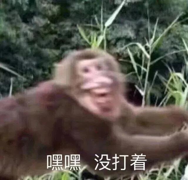 表情包｜听到了听到了，两只耳朵都听到了