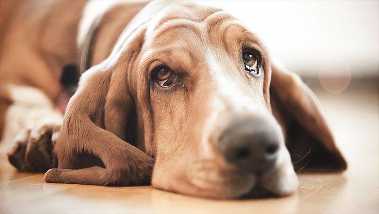 狗狗“流眼淚”，真的是“傷心”嗎？