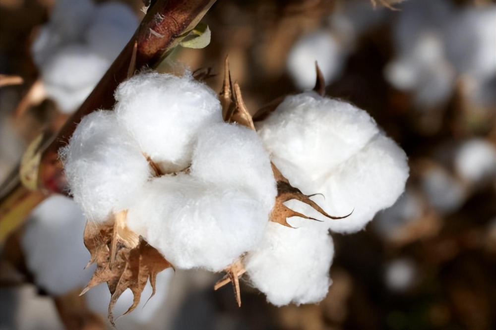 具体来说,全棉面料可分为长绒棉,细绒棉和粗绒棉,其中以长绒棉为优