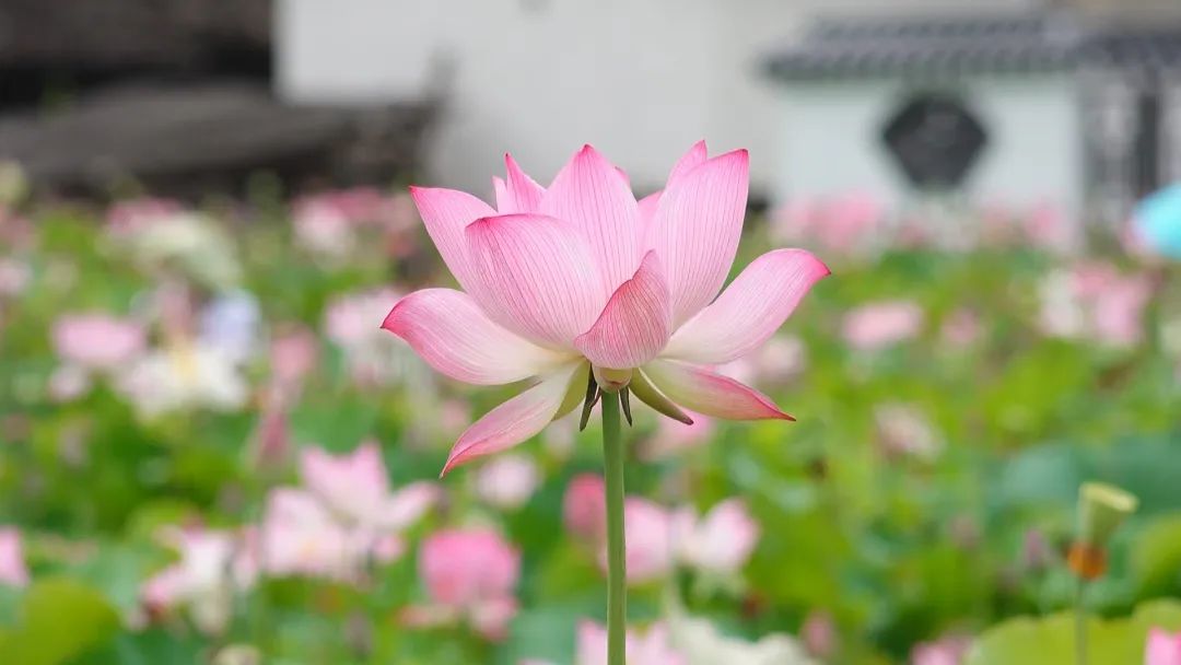 「全面推進鄉村振興」連城璧洲：夏日美景入畫來 百畝荷花漸次開