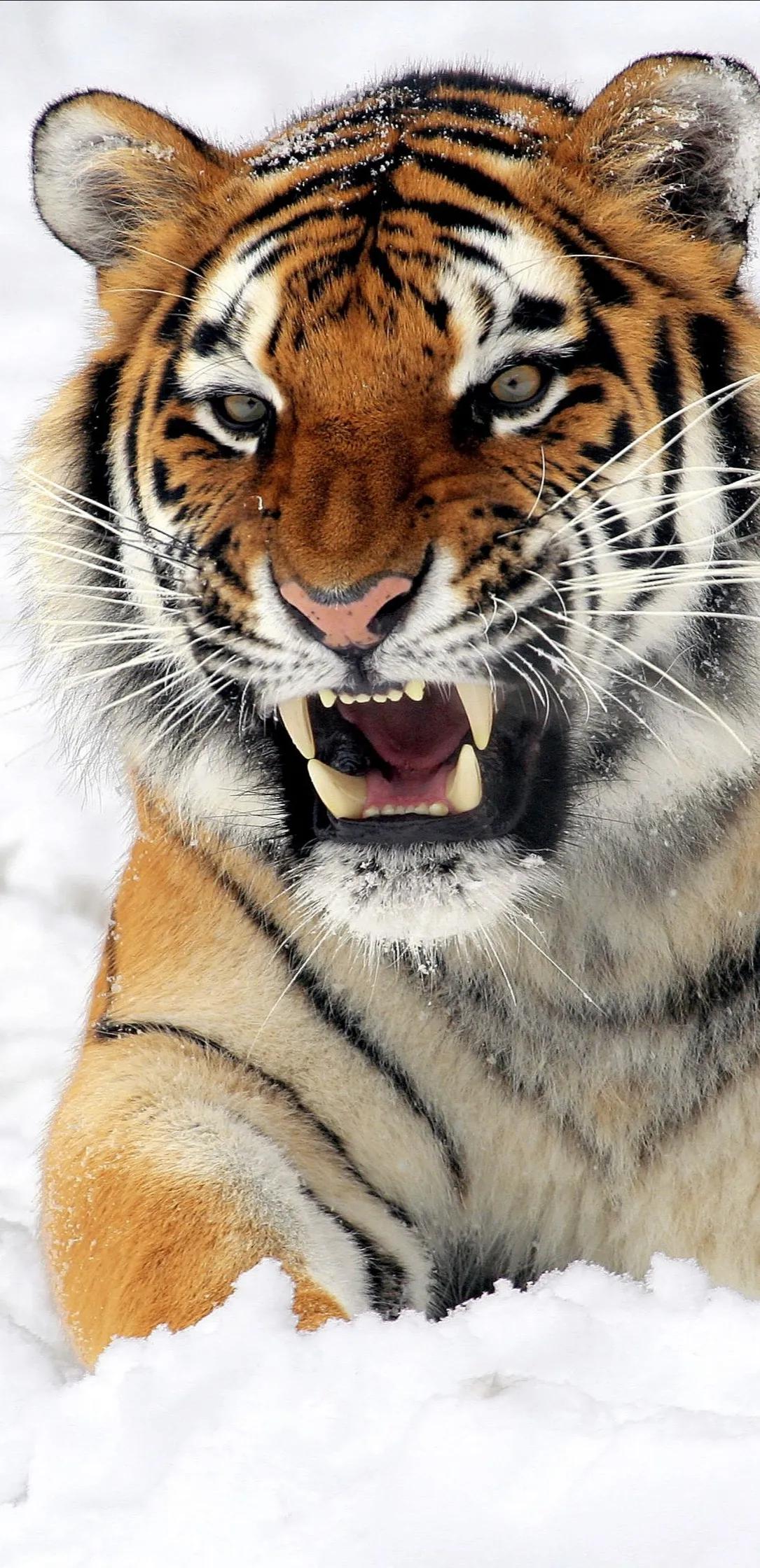 虎年 就该有个虎的样子 气质猛虎壁纸免费领取 天天看点