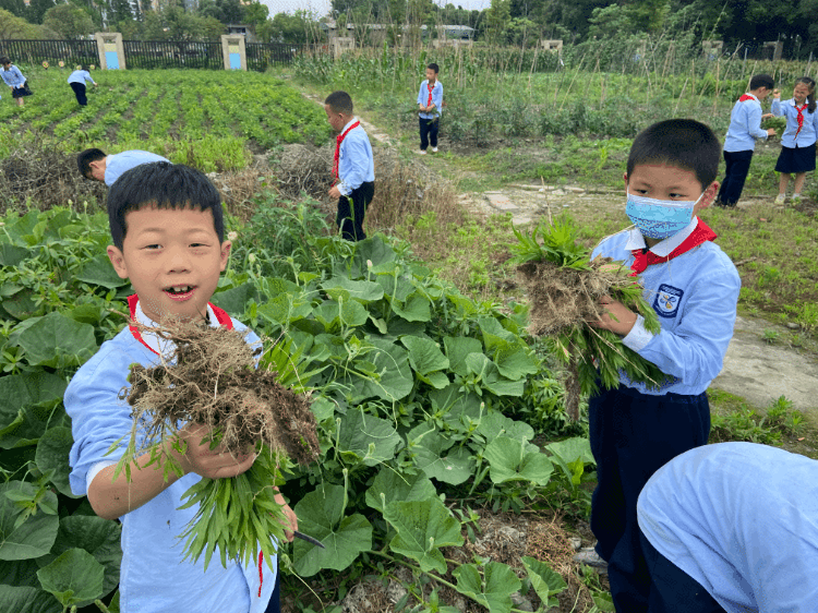 劳动挥洒五月余热 奉献迎接六月喜悦｜记实小外语校劳动系列课程