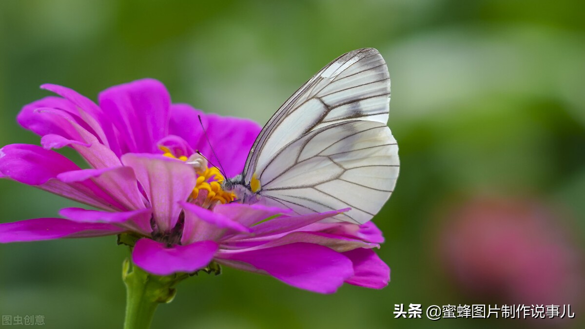 百花争放暗香溢，留连忘返戏蜂蝶