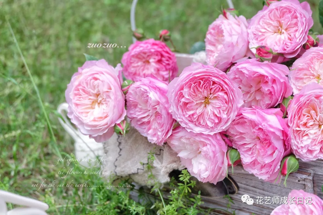 粉红色玫瑰花粉色玫瑰花束图片