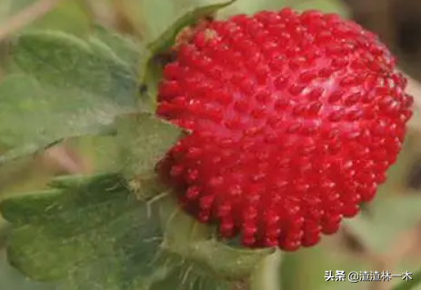 農村經常見的蛇莓到底能不能吃？ 蛇莓真的有毒嗎？