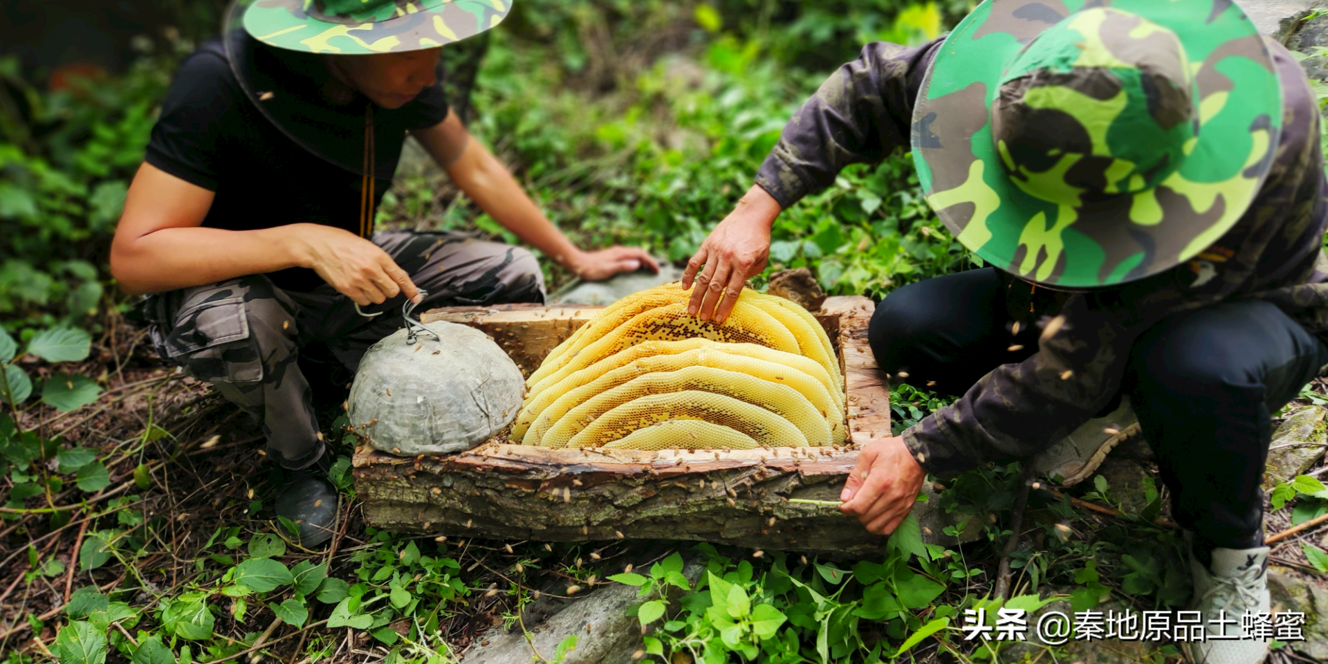 养蜂年收入仅三五万，但可以全国自驾游，你会去做吗？