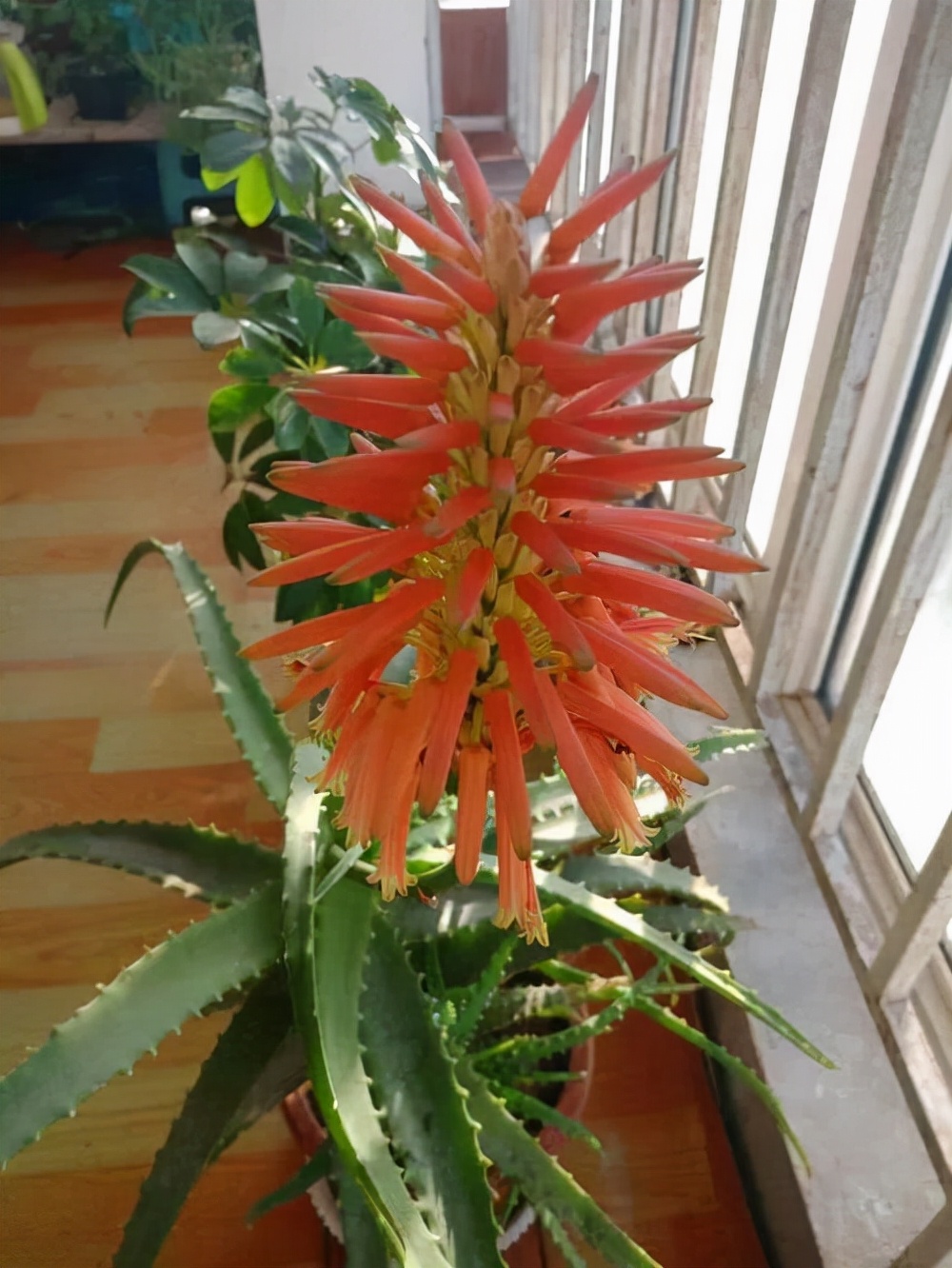 鲜花在屋里放，花旺人也旺！想要“旺人旺家”，养花首选这10种