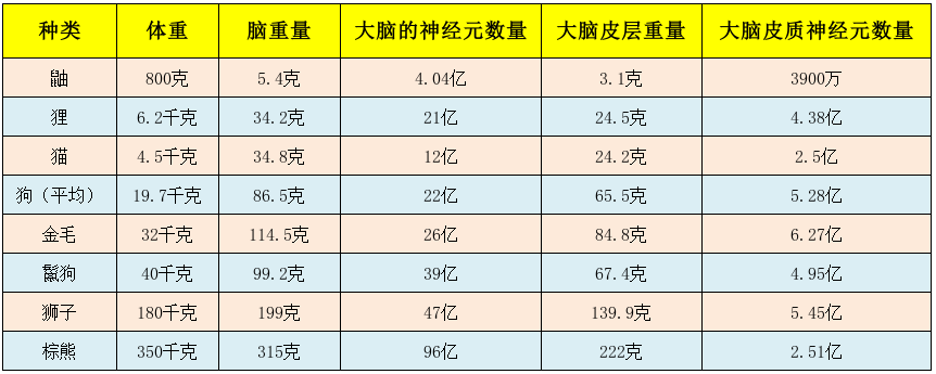 狗到底有多聪明？平均能听懂89个单词，相当于18个月大婴儿