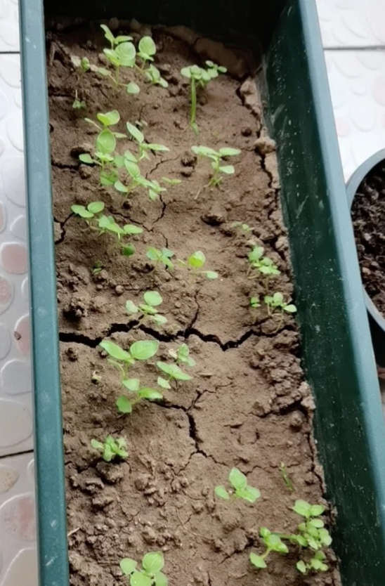 盆土硬得像石頭？澆碗自制的肥水，讓土壤松軟得像面包，種啥啥活