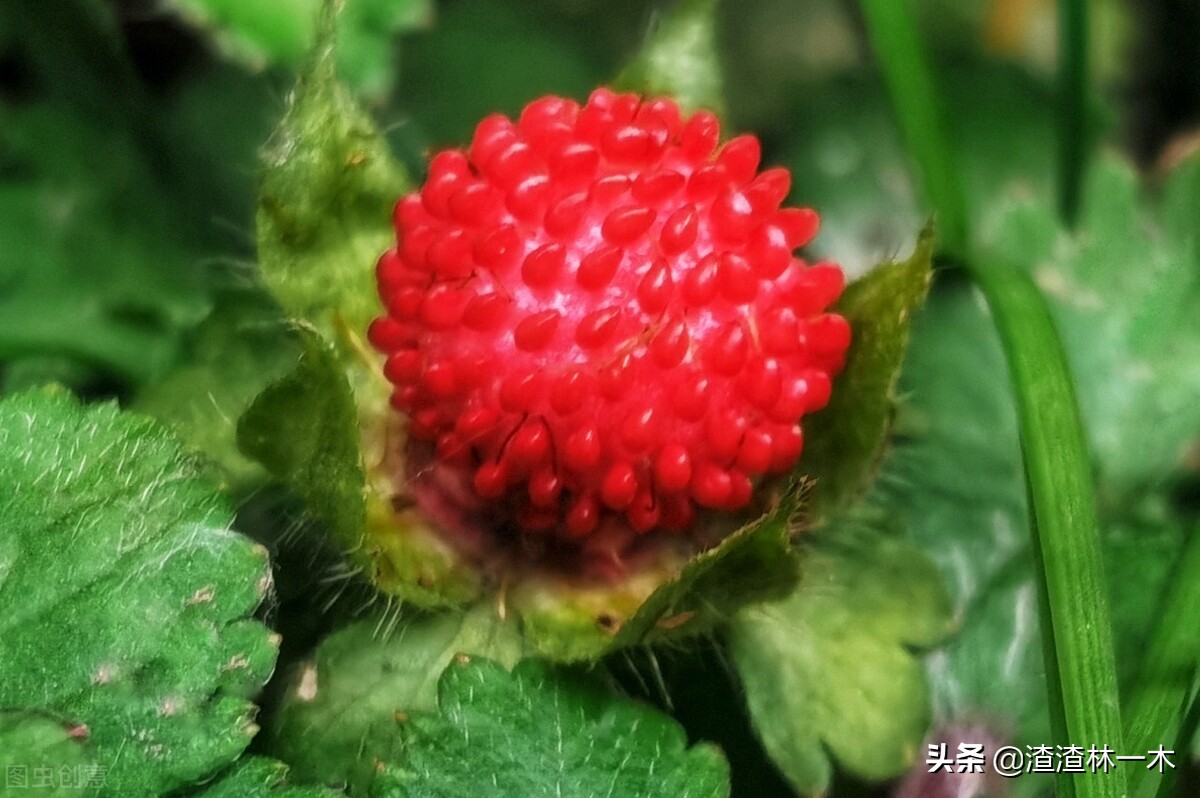 農村經常見的蛇莓到底能不能吃？ 蛇莓真的有毒嗎？