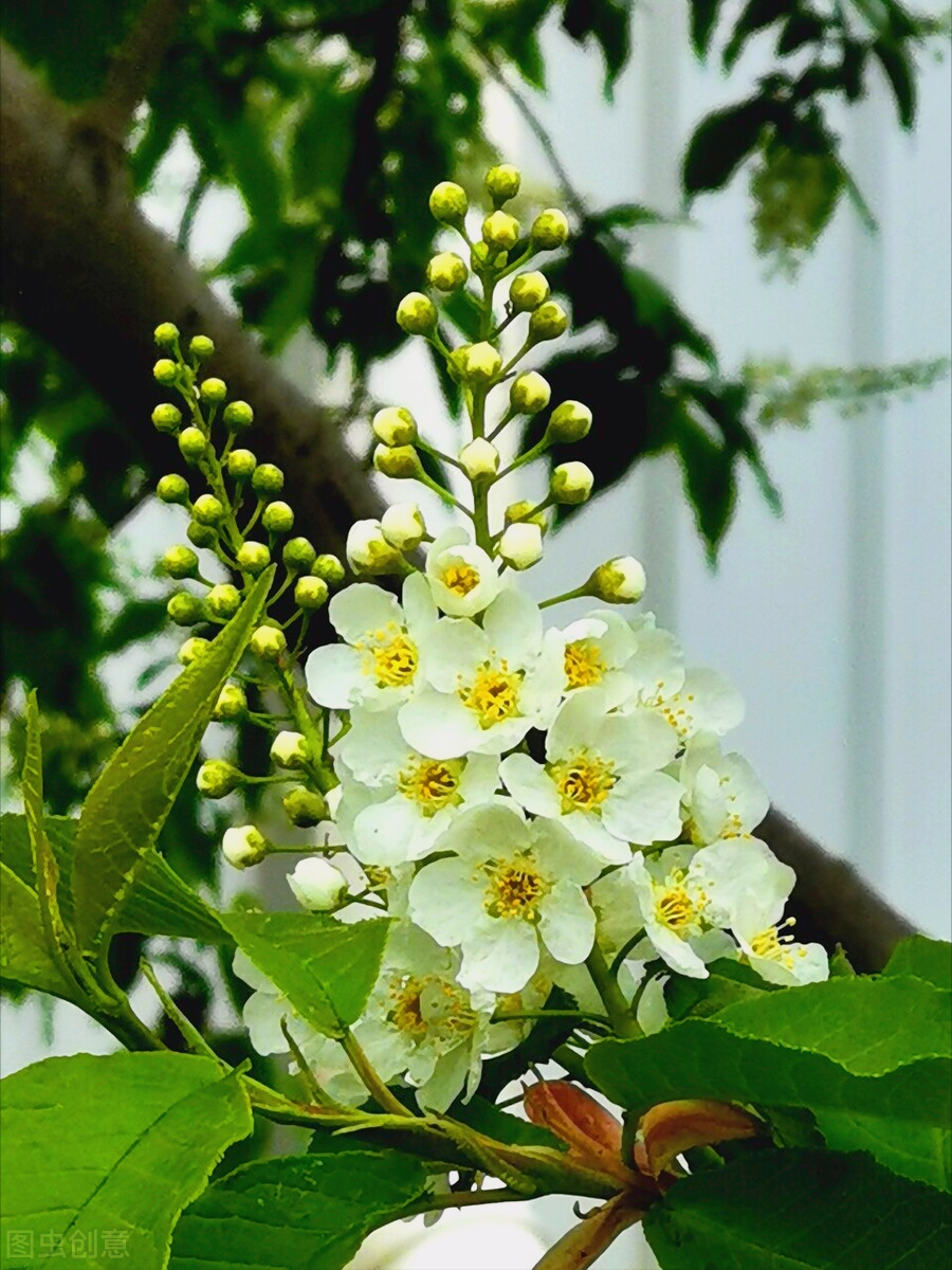 一花一世界,一葉一真愛;一心一意情,一生一世愛,花香歲月浪漫