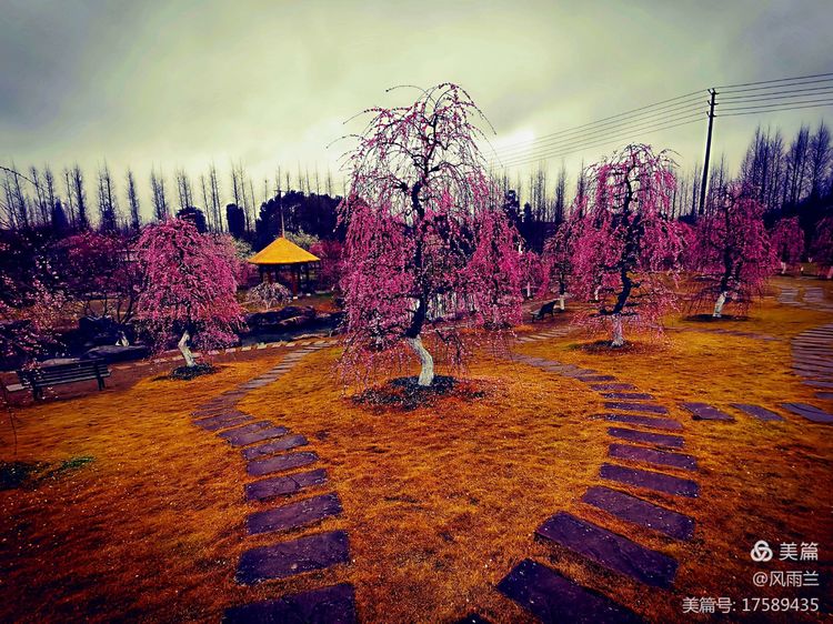 烟雨蒙蒙问花村 作者：武术兰