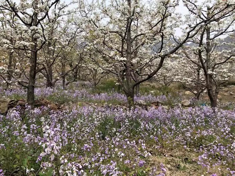 【镇罗营镇】万亩梨花邀您共赏