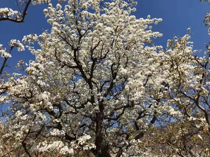 【镇罗营镇】万亩梨花邀您共赏