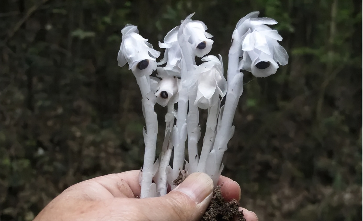 白色彼岸花(白色彼岸花花语是什么意思)-我的快乐小窝