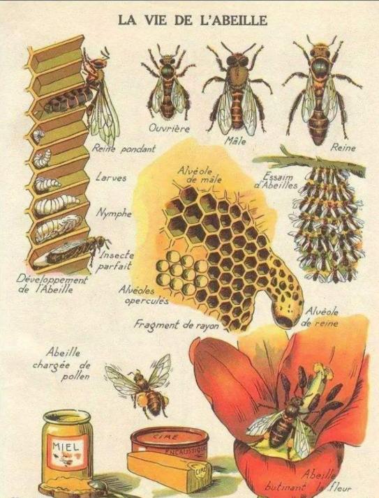 蜜蜂的进化过程图片