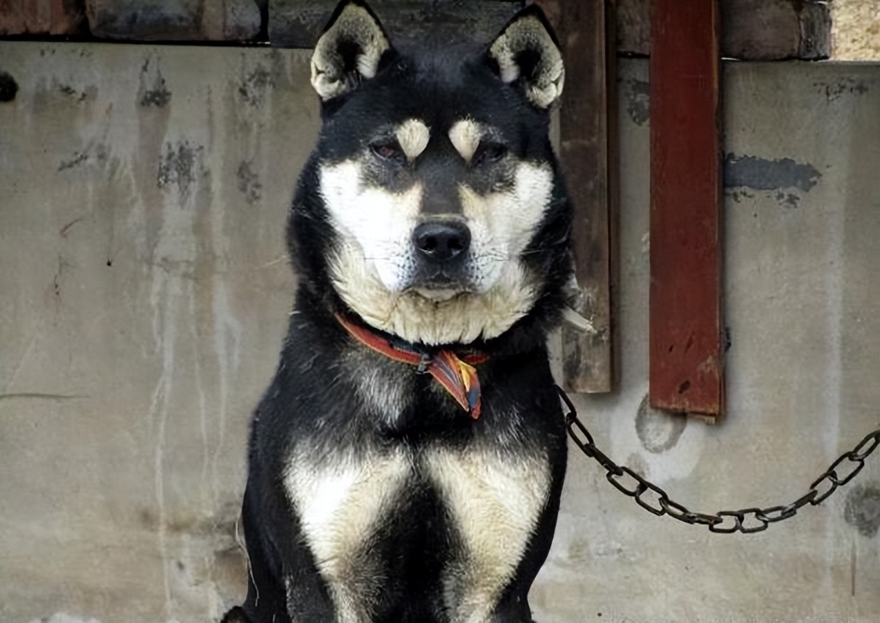 好土狗品相颜色排行(哪种颜色的"田园犬"比较好?