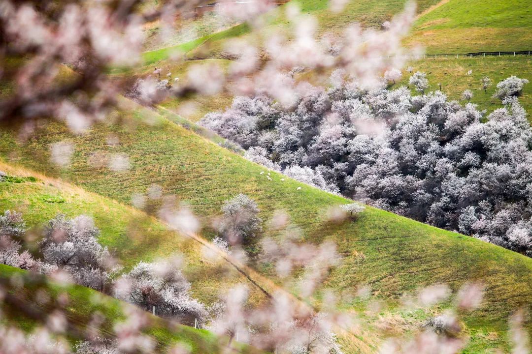 四月，承包了天山春色的伊犁，正经历着全国最大面积的杏花春雨