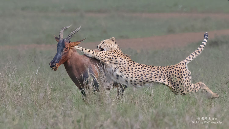 “单反终结者”—尼康Z9 非洲实战测评（二）划时代的对焦能力测评