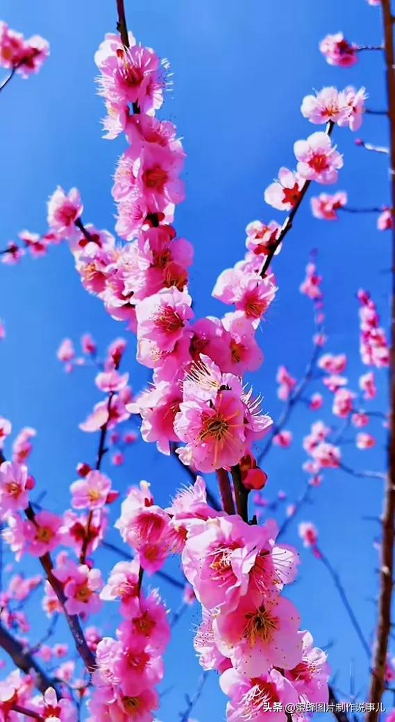 春暖花开，群芳争艳，一束鲜花，一份祝福