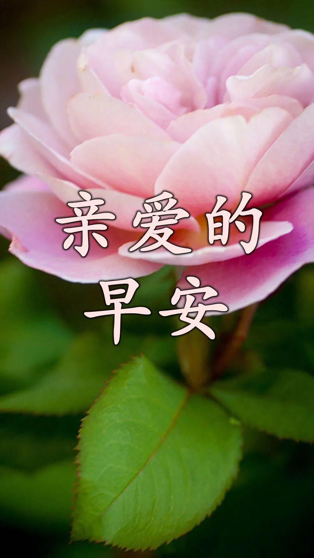 秋天早上好祝福语图片带字早上好表情包精选 幸福满满、快乐每一天图片