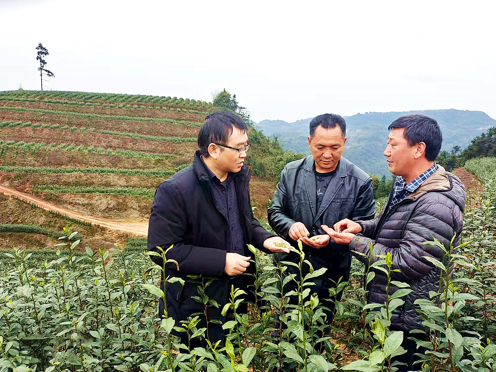 泸州市纳溪区：生态茶园绿了荒山富了民