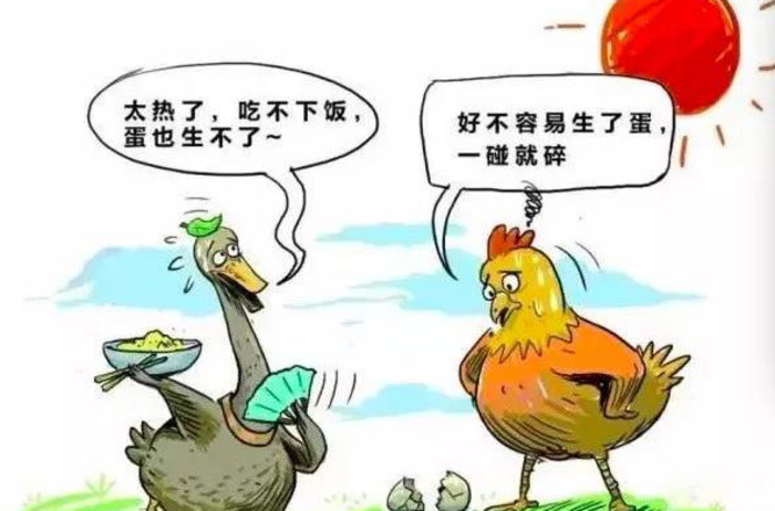 為啥夏季蛋雞腹瀉過料等腸道疾病反復(fù)不斷？一組簡圖帶您看明白