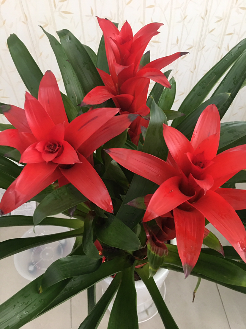 家里养"福寿花",有福气招财气,开花富贵满堂