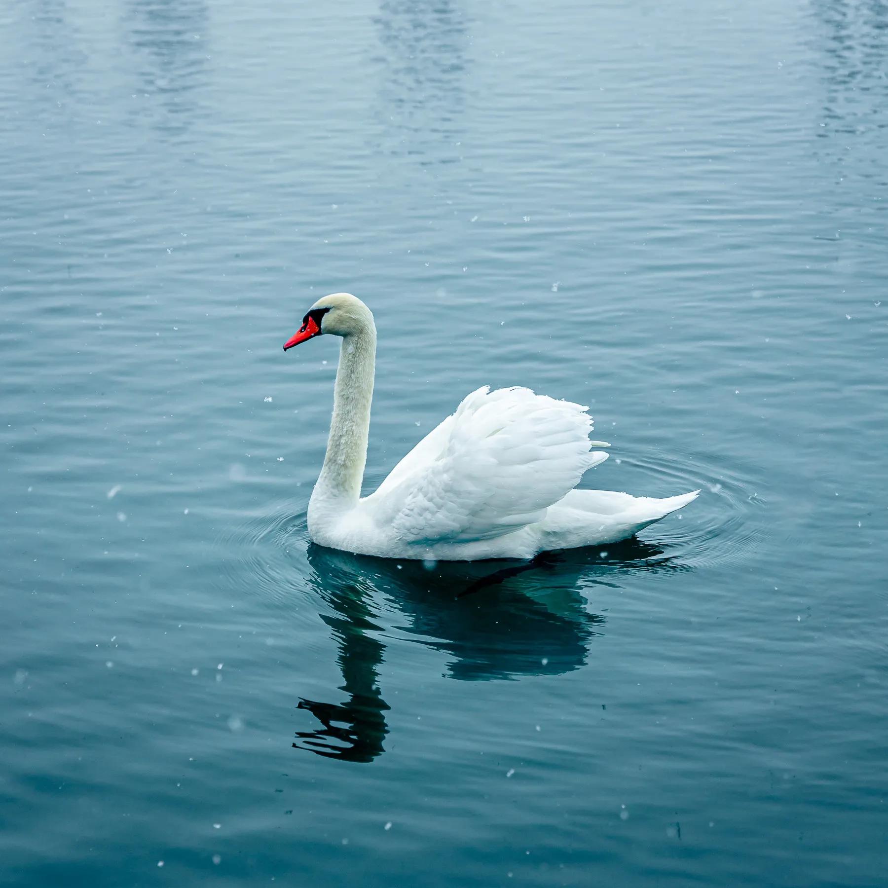 天鹅湖的故事(天鹅湖的故事完整版)-我的快乐小窝