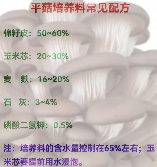 培养料用了玉米芯，为何平菇产量反而低了？可能是这个因素所致