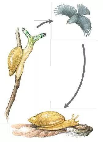 僵尸蜗牛会不会咬人僵尸蜗牛为什么叫僵尸蜗牛