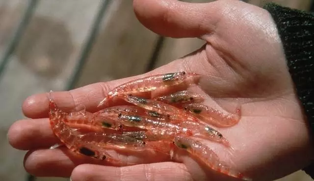 全世界13个国家都在争相捕捞这种海洋生物，它以一己之力养活了大半个南极圈