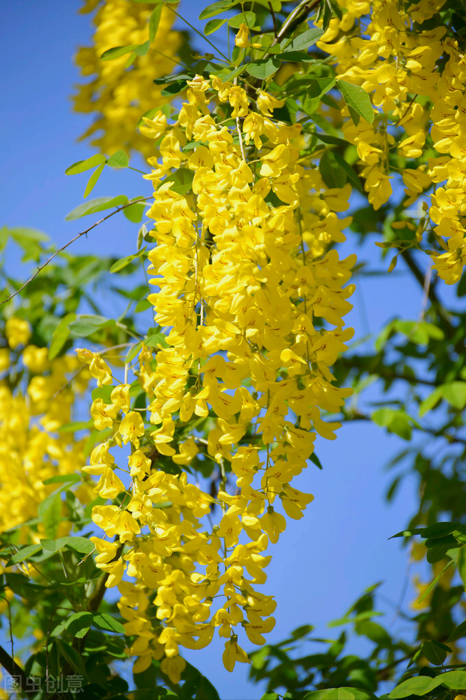 一花一世界，花开四季，从枝头到心头，时光温柔清浅