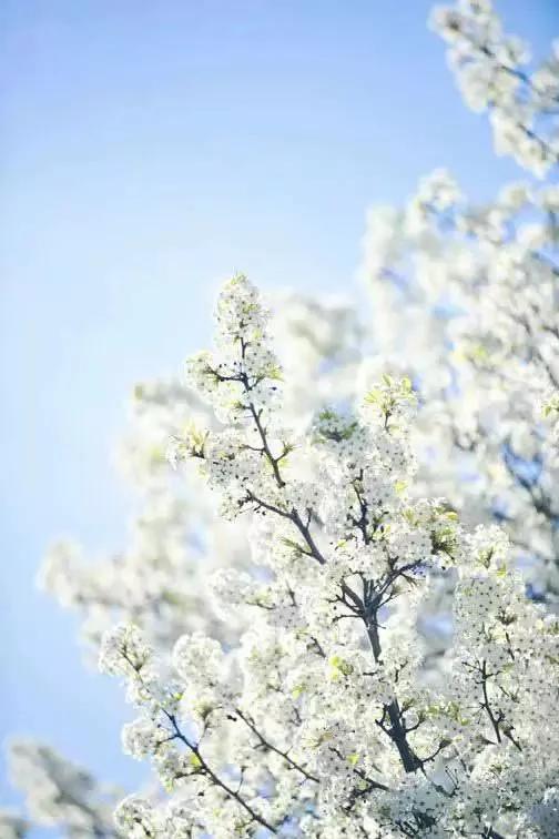 梨花颂:梨花一枝春带雨,入眼尽是绝风华