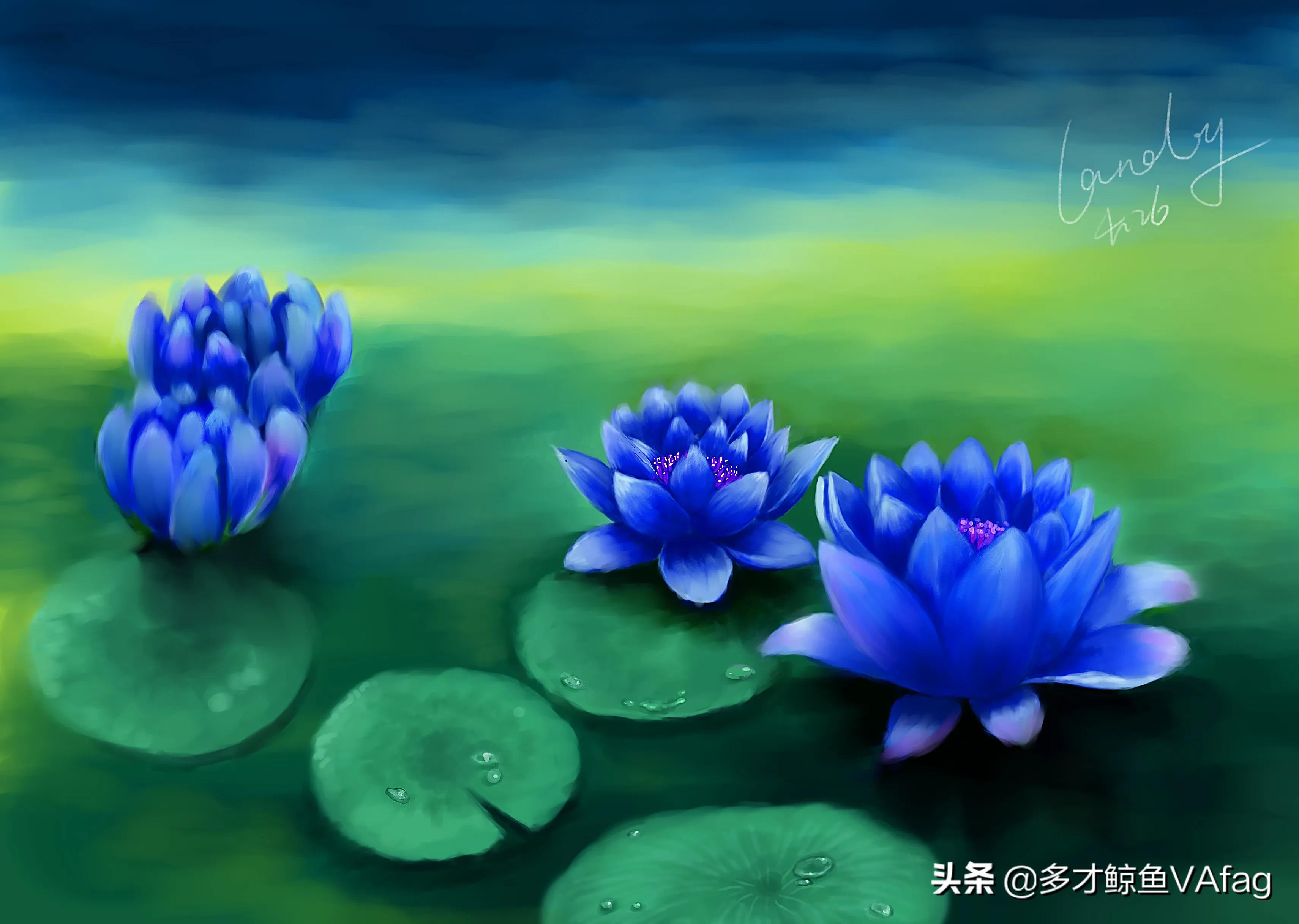 蓝荷花图片(古代有这样一种说法蓝色莲花则代表智慧)