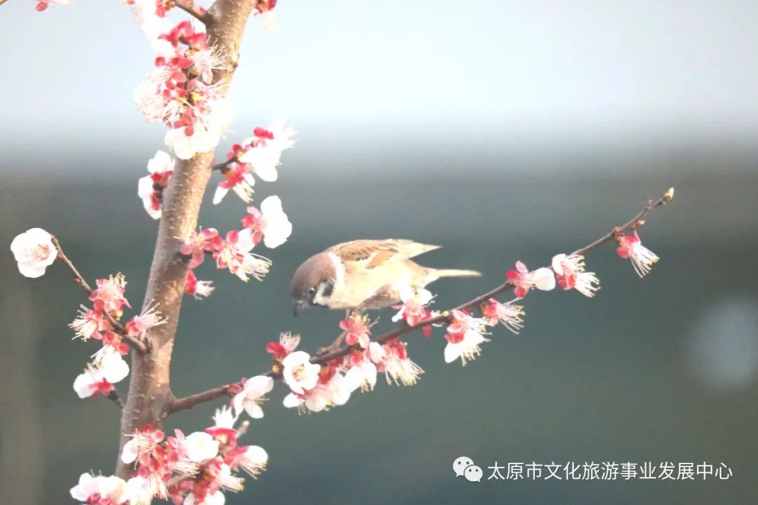 线上展览|“山河春意 锦绣太原——花的世界”主题摄影线上图片展（十六）