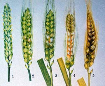 第11期/ 2022年小麦“两病”呈重发态势？用两遍TA前防后治