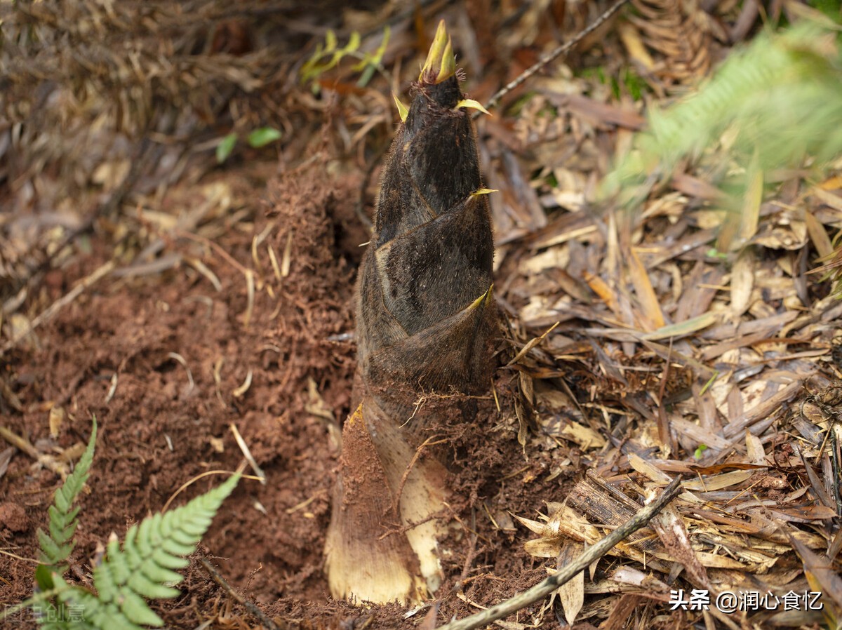 箭竹笋简介大全(国内最好吃春笋排行榜介绍)